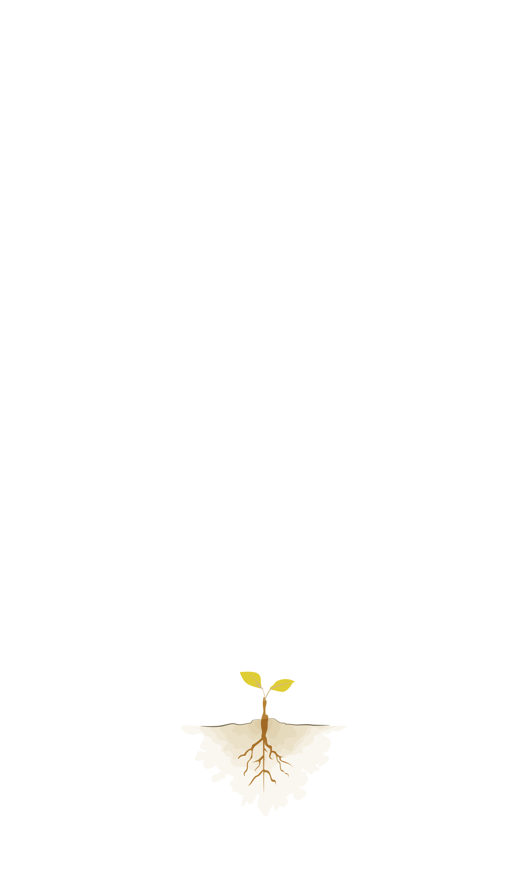 Nogueira-do-japão